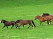 Reitstall