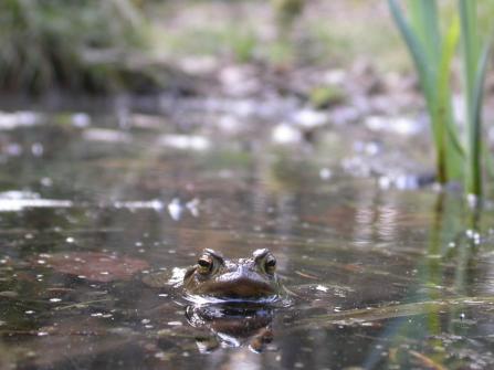 Frosch im Teich