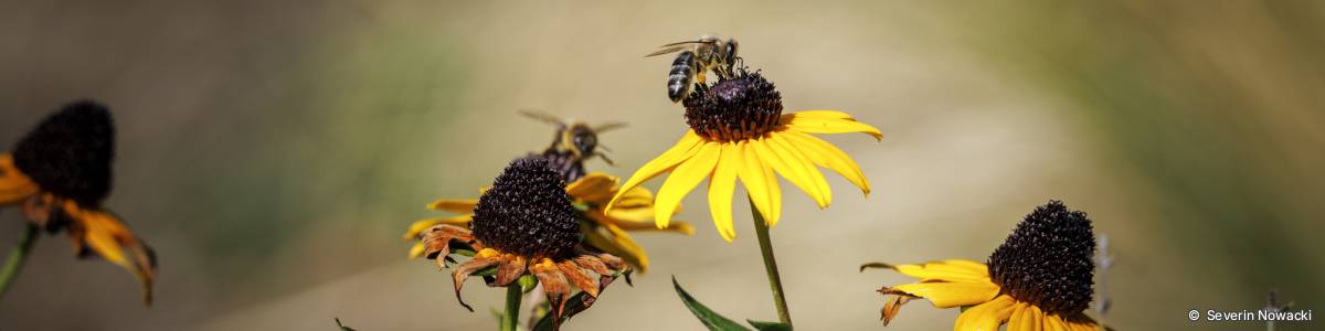 Biene auf Hebstblume
