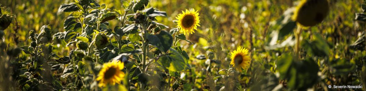 Sonnenblume im Gegenlicht