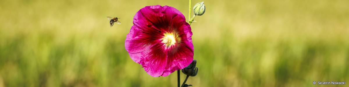Biene im Anflug auf Malvenblüte