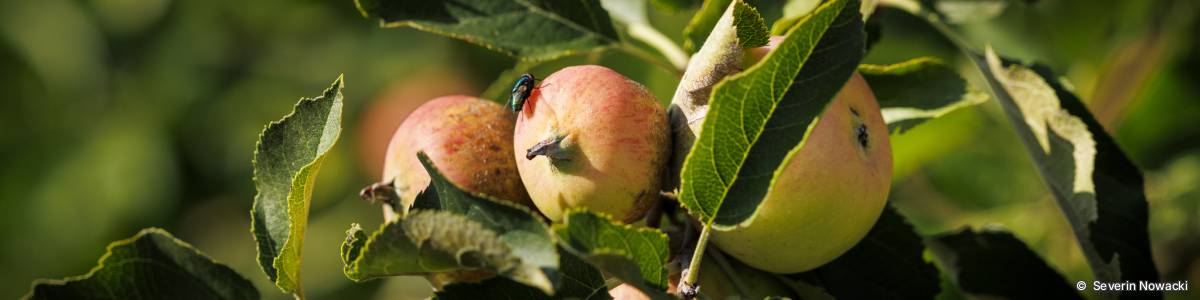 Fliege auf Apfel im Abendlicht