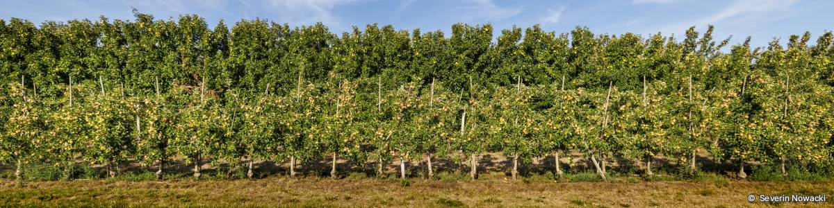 Reife Äpfel an Apfelbaum in Apfelplantage