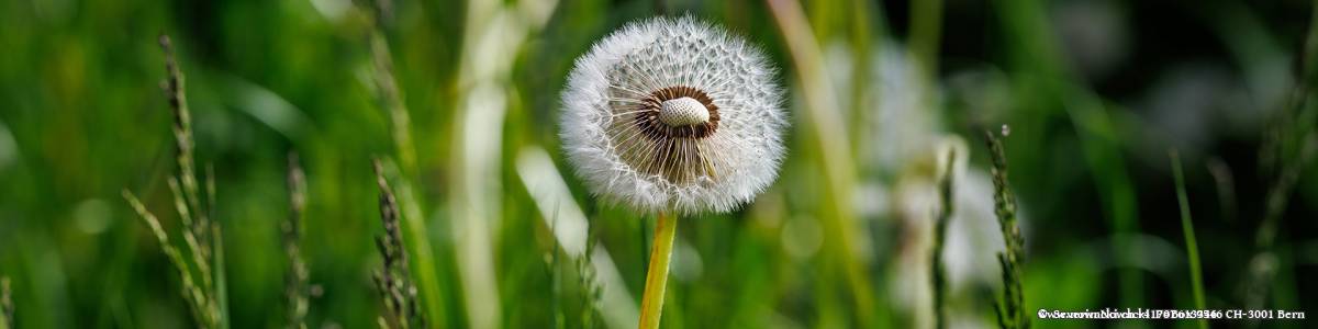 Löwenzahnblüte Löwenzahn verblüt Samen