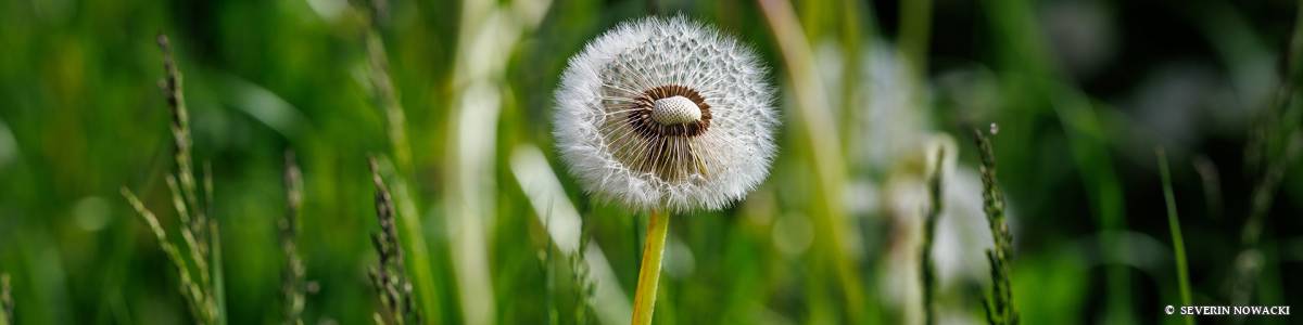 Löwenzahnblüte Löwenzahn verblüt Samen