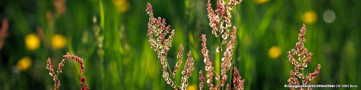 Sauerampfer in Wiese