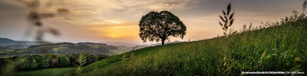 Sonneuntergang über dem Jura bei der Eiche ob Wattenwil
