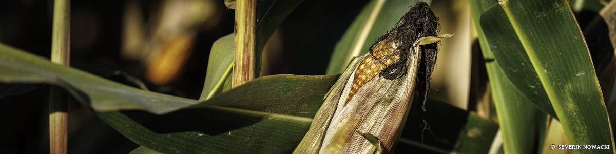 Maiskolben Reif Feld