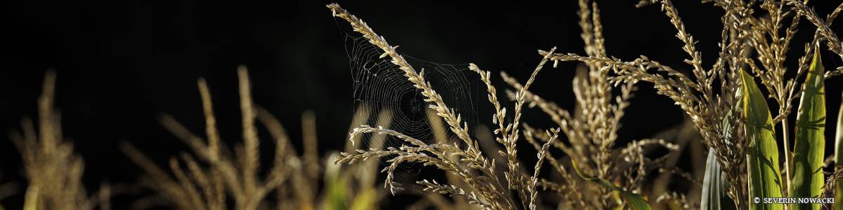 Spinnennetz in Maisfeld