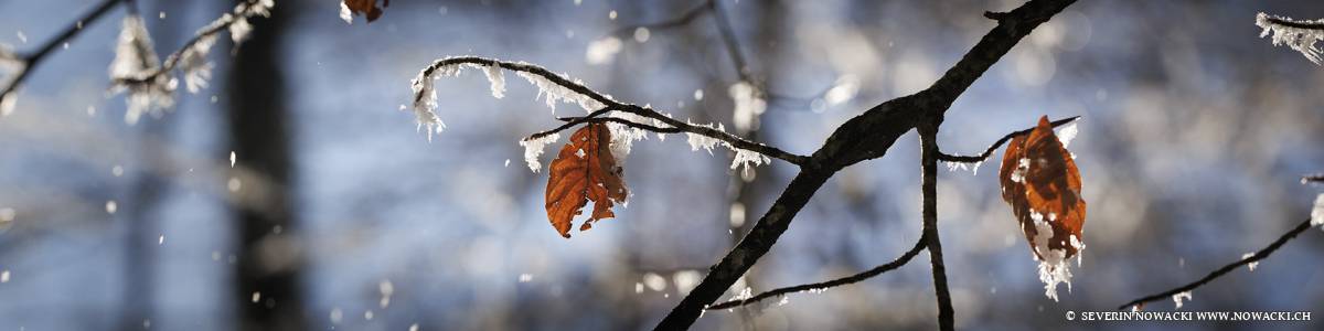 Buchenblatt Winter Rauhreif Sonne