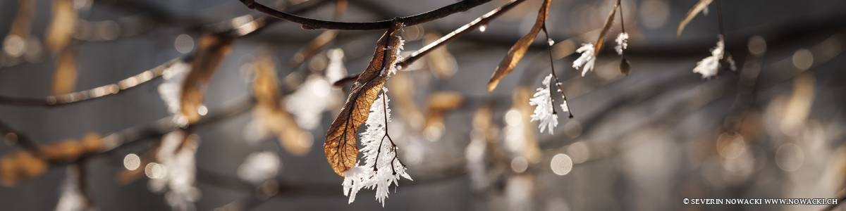 Linde Rauhreif Winter Wintersonne