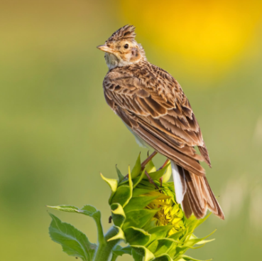 Feldlerche